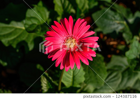 Colored Gerbera flowers blooming in the garden. Gerbera L. is a genus of plants in the Asteraceae. Colored Gerbera flowers blooming in the garden. Gerbera L. is a genus of plants in the Asteraceae. 124387116