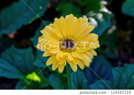 Colored Gerbera flowers blooming in the garden. Gerbera L. is a genus of plants in the Asteraceae. Colored Gerbera flowers blooming in the garden. Gerbera L. is a genus of plants in the Asteraceae. 124387119