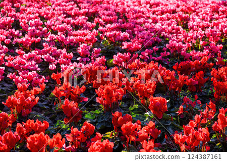 Cyclamen flower bloom in the garden Cyclamen flower bloom in the garden 124387161