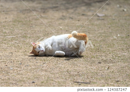Lying cat image 124387247