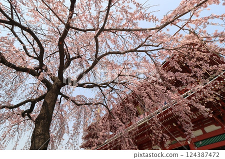 Weeping cherry blossoms in front of the Hozomon Gate of Sensoji Temple. Sensoji Temple cherry blossoms in spring. Weeping cherry blossoms in front of the Hozomon Gate of Sensoji Temple. Sensoji Temple cherry blossoms in spring. 124387472