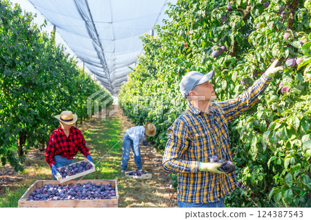 One man and two women picking plums 124387543