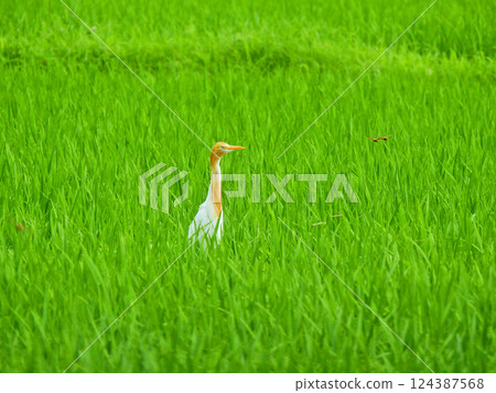 A cattle egret with orange feathers perched in a rice field A cattle egret with orange feathers perched in a rice field 124387568