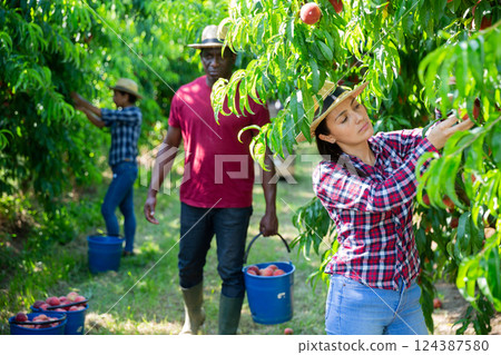 Portraite of positive woman harvests ripe peaches in orchard 124387580