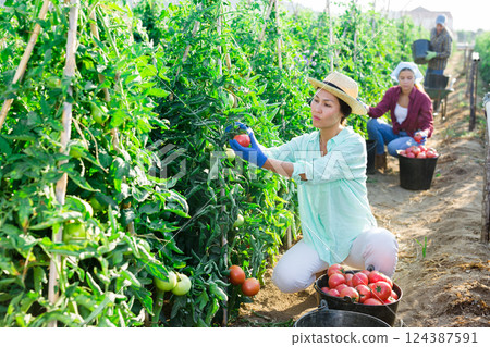Asian woman harvests tomatoes on a plantation 124387591