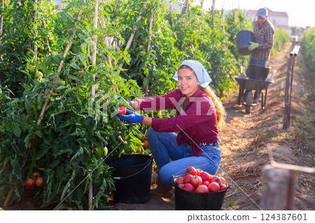Smiling young female farm worker gathering crop of pink tomatoes Smiling young female farm worker gathering crop of pink tomatoes 124387601
