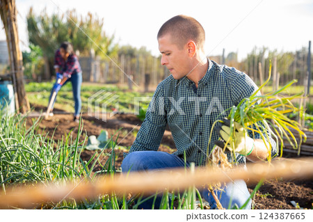Successful male gardener with green onion on field Successful male gardener with green onion on field 124387665