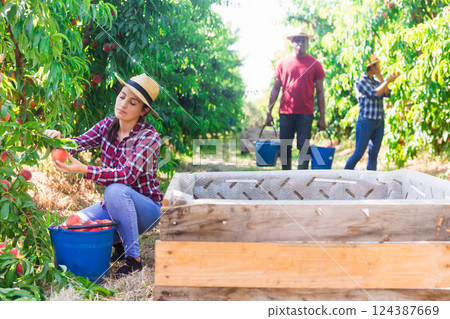 Woman harvesting ripe peaches in his orchard on sunny day 124387669