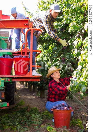 Team of farmers picking ripe plums on harvesting platform in garden Team of farmers picking ripe plums on harvesting platform in garden 124387763