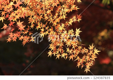 Bright red maple leaves, autumn leaves 124387835
