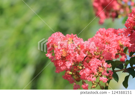 crape myrtle flower crape myrtle flower 124388151