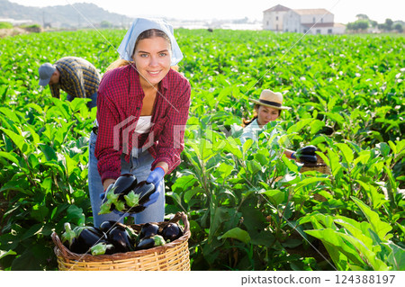 Workers harvesting eggplants Workers harvesting eggplants 124388197