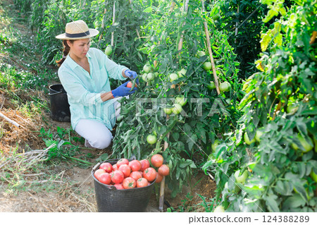 Asian woman harvests tomatoes on a plantation Asian woman harvests tomatoes on a plantation 124388289