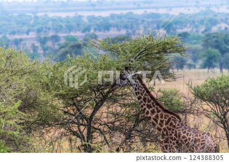 Masai Giraffe in the Serengeti Masai Giraffe in the Serengeti 124388305