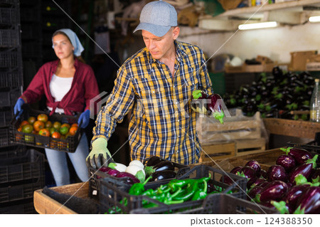 Hardworking man sorts ripe recently harvested eggplants in a warehouse 124388350