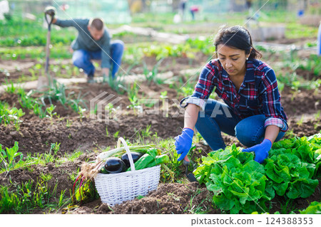 Latina woman in garden caring for beds Latina woman in garden caring for beds 124388353