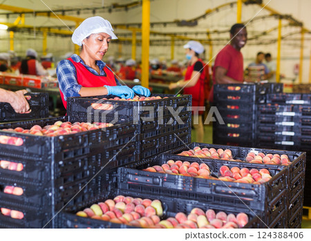 Latina female sorting peaches at fruits warehouse 124388406
