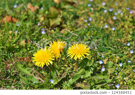 黃色蒲公英花（春季，三月） 124388451