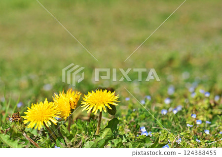 Yellow dandelion flower (spring, March) 124388455