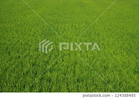 「水稻種植圖像素材」夏季稻穗與綠色稻田風景 124388485