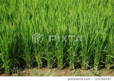 "Rice farming image material" Summer rice ears and green rice field scenery 124388487