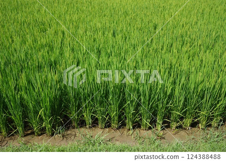 "Rice farming image material" Summer rice ears and green rice field scenery 124388488
