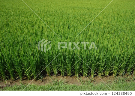 "Rice farming image material" Summer rice ears and green rice field scenery "Rice farming image material" Summer rice ears and green rice field scenery 124388490
