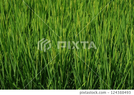 "Rice farming image material" Summer rice ears and green rice field scenery 124388493