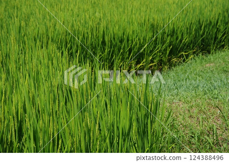 「水稻種植圖像素材」夏季稻穗與綠色稻田風景 「水稻種植圖像素材」夏季稻穗與綠色稻田風景 124388496