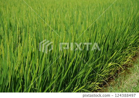 「水稻種植圖像素材」夏季稻穗與綠色稻田風景 「水稻種植圖像素材」夏季稻穗與綠色稻田風景 124388497