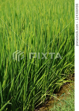 "Rice farming image material" Summer rice ears and green rice field scenery 124388498