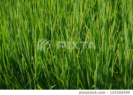 "Rice farming image material" Summer rice ears and green rice field scenery 124388499