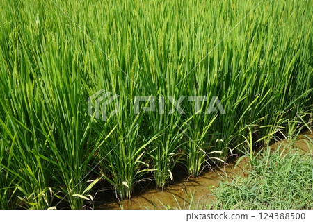「水稻種植圖像素材」夏季稻穗與綠色稻田風景 124388500
