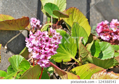 Pink Himalayan Saxifrages flowers (spring, March) 124388541