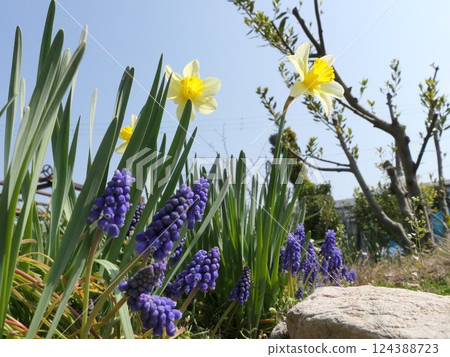 Large daffodils and muscari Large daffodils and muscari 124388723