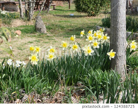 Large trumpet daffodils and strong-smelling white daffodils Large trumpet daffodils and strong-smelling white daffodils 124388725