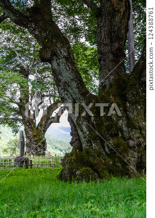 Hida Takayama Aoba no Shogawa Sakura Summer July 124388761