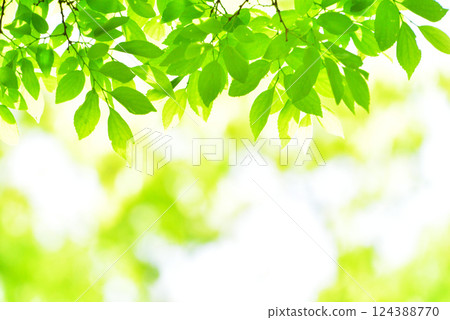 清新的春芽新綠 124388770