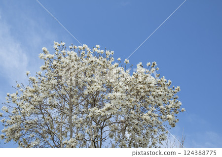 春天藍天和木蘭花 124388775