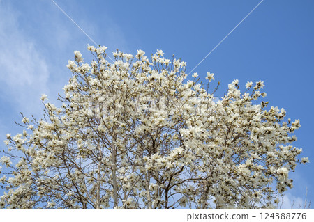 春天藍天和木蘭花 春天藍天和木蘭花 124388776