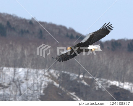 一隻虎頭海雕盤旋追捕獵物 124388837