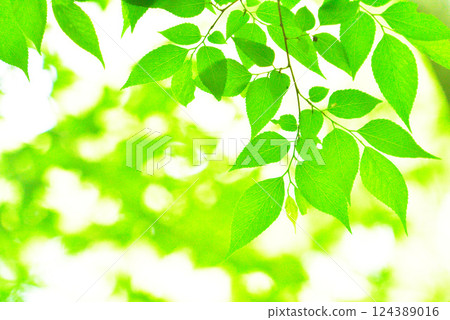 清新的春芽新綠 124389016