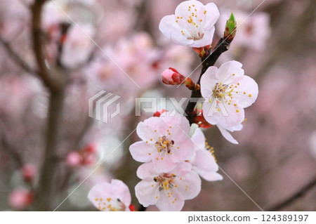 杏花盛開，預示著春天的到來 124389197