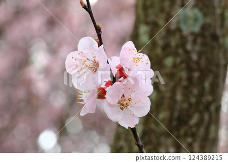 杏花盛開，預示著春天的到來 124389215