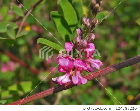 Komatsunagi, wildflowers Komatsunagi, wildflowers 124389220