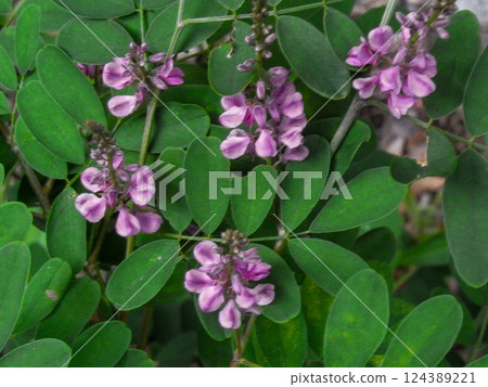 Komatsunagi, wildflowers 124389221