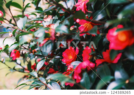 [Nanko Hirabayashi] Beautiful pink flowers 124389265