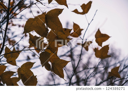 [Nanko Hirabayashi] Faded autumn leaves 124389271