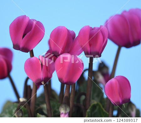 Cyclamen burning bright red (fix shooting) 124389317