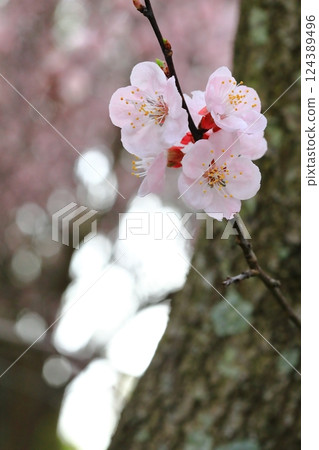 Apricot flowers herald the arrival of spring 124389496